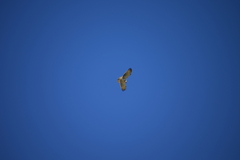 Circaetus gallicus