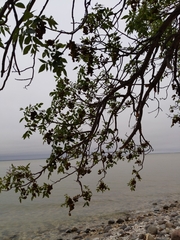 Fraxinus pennsylvanica