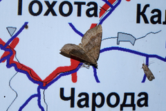 Scotopteryx chenopodiata