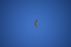 Circaetus gallicus