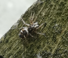 Salticus scenicus