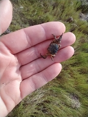 Hemigrapsus sanguineus