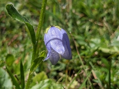 Campanula barbata