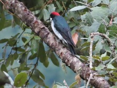 Melanerpes formicivorus