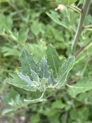 Chenopodium