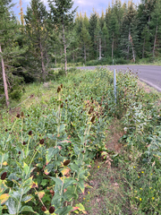 Rudbeckia occidentalis