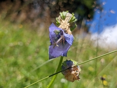 Campanula barbata