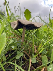 Panaeolus foenisecii