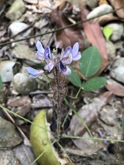 Uraria crinita
