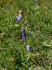 Campanula barbata