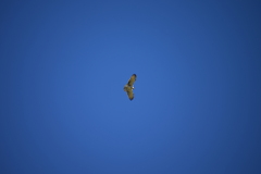 Circaetus gallicus