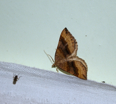 Scotopteryx chenopodiata