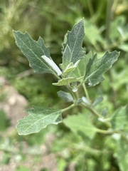 Chenopodium