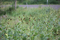 Rudbeckia occidentalis