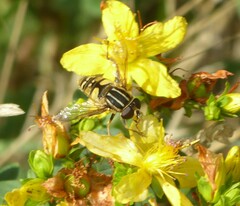Helophilus pendulus