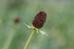Rudbeckia occidentalis