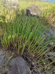 Salicornia