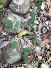 Uraria crinita