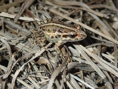 Discoglossus galganoi
