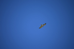 Circaetus gallicus