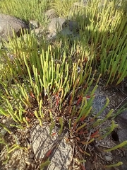 Salicornia