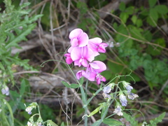 Lathyrus