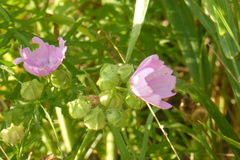 Malva moschata