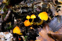 Hygrocybe blanda