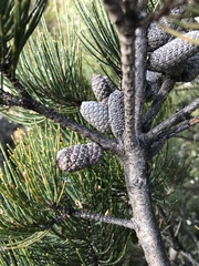 Allocasuarina littoralis