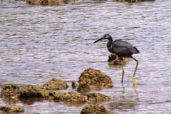 Egretta garzetta dimorpha