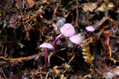Laccaria masoniae