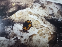 Junonia hierta cebrene