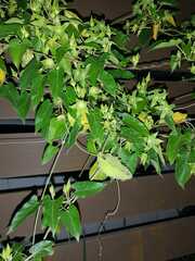 Gonolobus grandiflorus