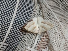 Perizoma parallelolineatum