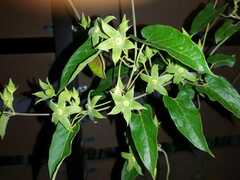 Gonolobus grandiflorus