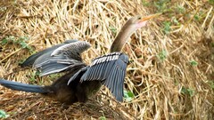 Anhinga anhinga