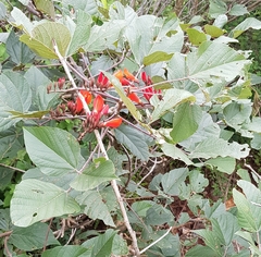 Erythrina breviflora