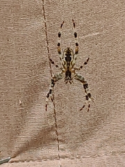 Araneus diadematus