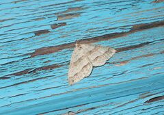 Perizoma parallelolineatum