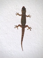 Hemidactylus frenatus