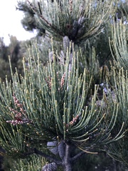 Allocasuarina littoralis