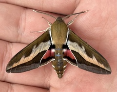 Hyles gallii