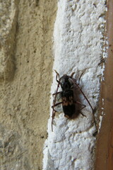 Phoracantha semipunctata