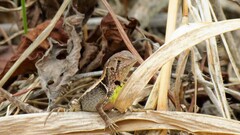 Stenocercus iridescens