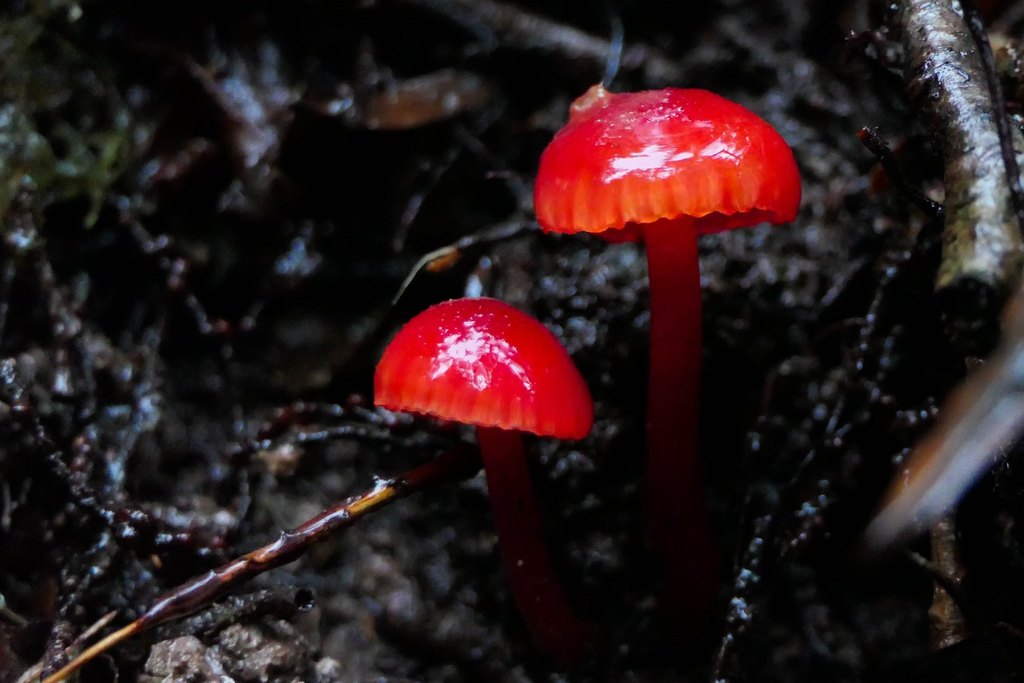 Gliophorus subheteromorphus