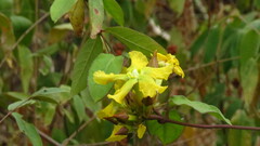 Prestonia mollis