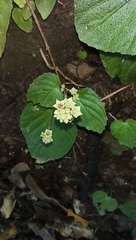 Epithema ceylanicum