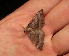 Larentia clavaria