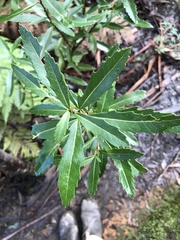Orites diversifolius