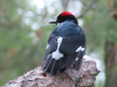 Melanerpes formicivorus